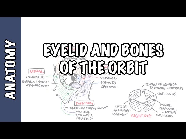 Thumbnail for YouTube medical video: Anatomy Eye Orbit and Eyelid — Anatomy
