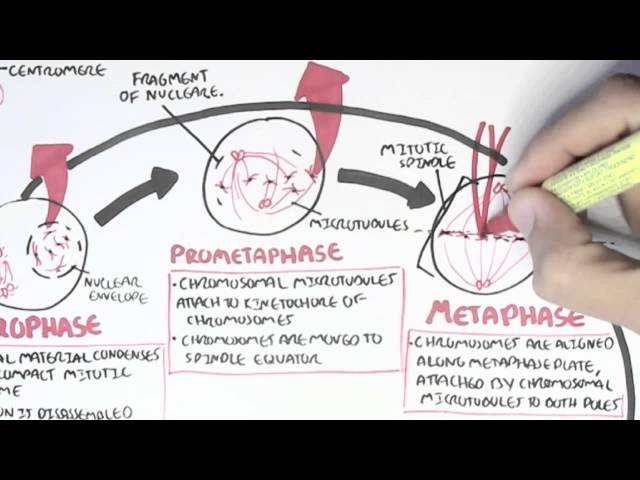 Thumbnail for YouTube medical video: Cell Cycle (Mitosis) — Others