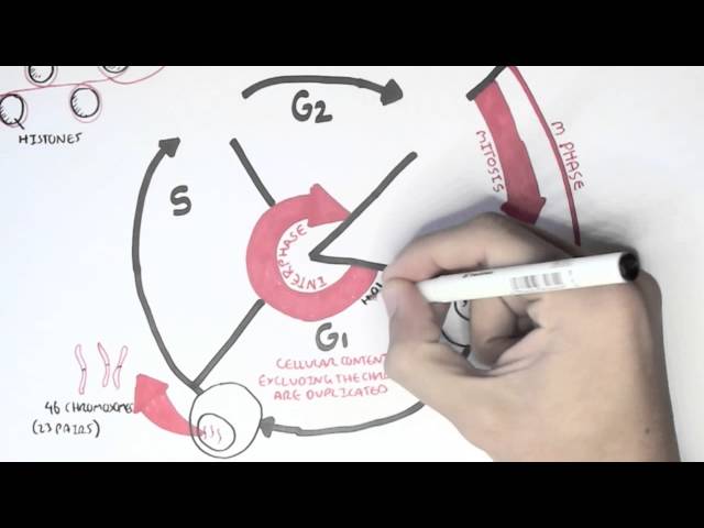 Thumbnail for YouTube medical video: Cell Cycle (Overview, Interphase) — Others