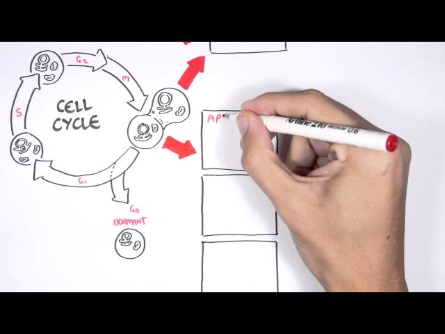 Thumbnail for YouTube medical video: Cell fates - Division, Senescence and Death — Others