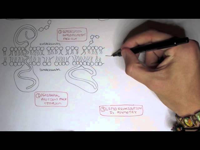 Thumbnail for YouTube medical video: Cell membrane IV - Saturated, Unsaturated and Cholesterol — Biochemistry