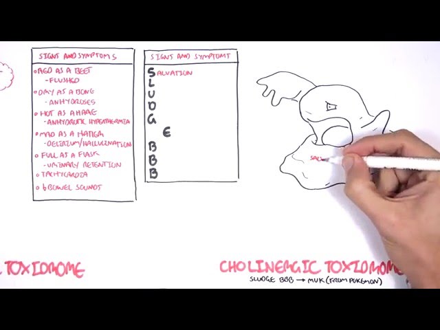 Thumbnail for YouTube medical video: Cholinergic and Anticholinergic Toxicity (Toxidrome) — Others