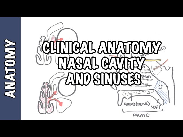 Thumbnail for YouTube medical video: Clinical Anatomy - Nasal Cavity and Sinuses — Anatomy