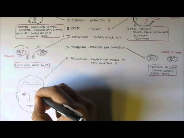 Thumbnail for YouTube medical video: Cranial Nerves - Functions and Disorders — Neurology