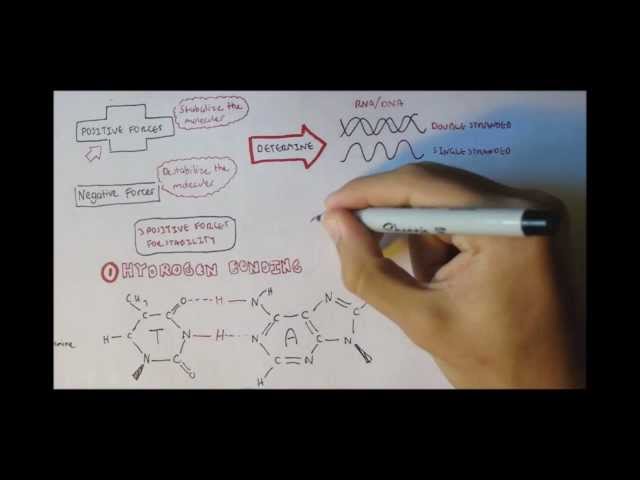 Thumbnail for YouTube medical video: DNA - Forces maintaining structure — Others