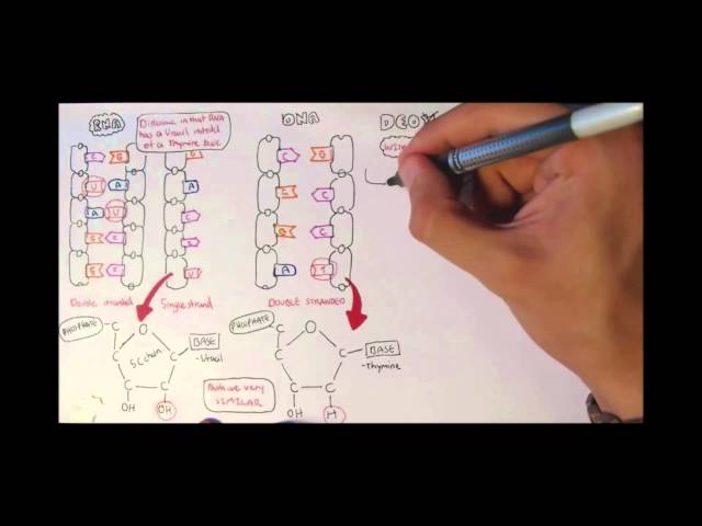 Thumbnail for YouTube medical video: DNA Structure — Others