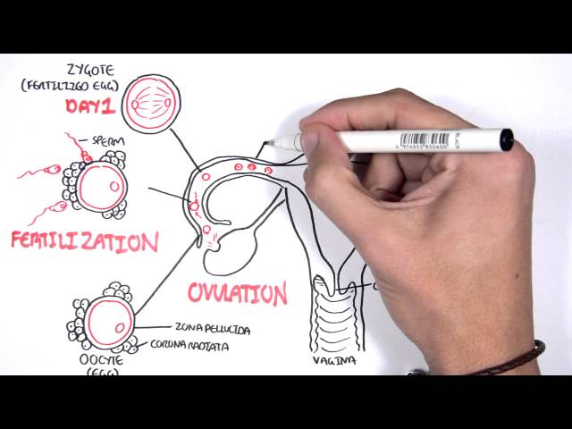 Thumbnail for YouTube medical video: Embrology - Day 0 7 Fertilization, Zygote, Blastocyst — Embryology