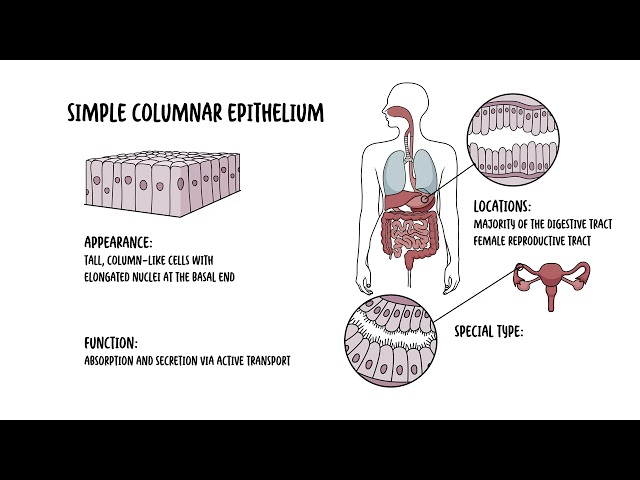 Thumbnail for YouTube medical video: Epithelial cells