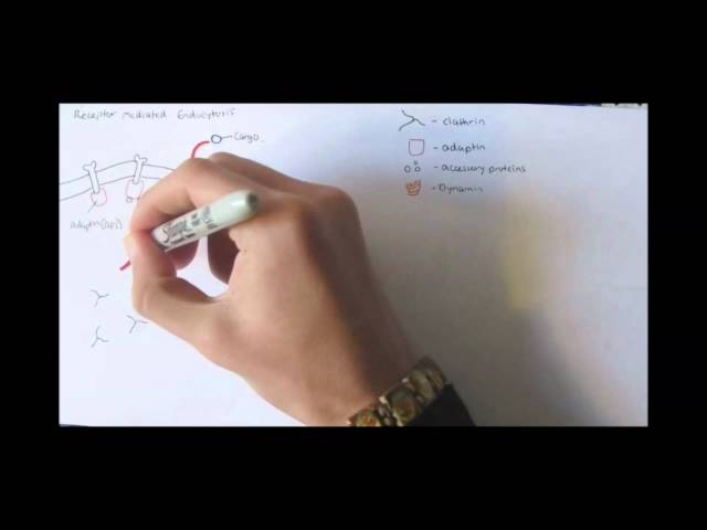 Thumbnail for YouTube medical video: Endocytosis — Others