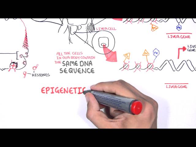 Thumbnail for YouTube medical video: Epigenetics - An Introduction — Others