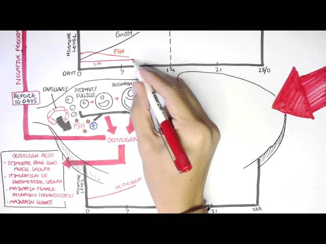 Thumbnail for YouTube medical video: Female Reproductive System - Menstrual Cycle, Hormones and Regulation —…