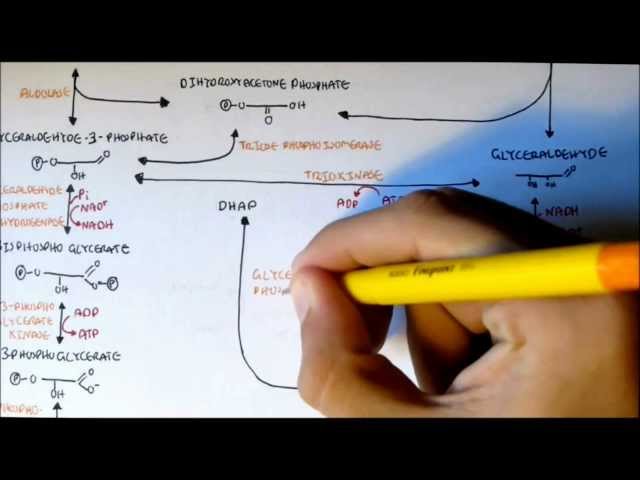 Thumbnail for YouTube medical video: Human Metabolism Map III - Glycerols (Mono,Di, Tri) and Phosphatidic Acid —…