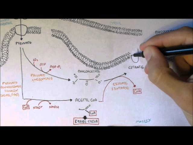Thumbnail for YouTube medical video: Human Metabolism Map IV - Acetyl Coa Transport — Biochemistry