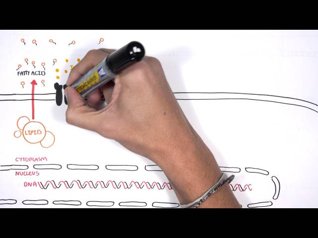 Thumbnail for YouTube medical video: Insulin Signalling Pathway Minardo — Others