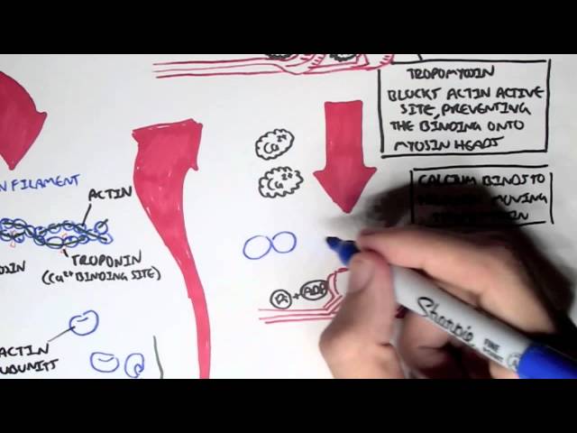 Thumbnail for YouTube medical video: Myology - Skeletal Muscle (Sarcomere, Myosin and Actin) — Muscular System