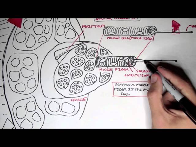 Thumbnail for YouTube medical video: Myology - Skeletal Muscle (Structure) — Muscular System
