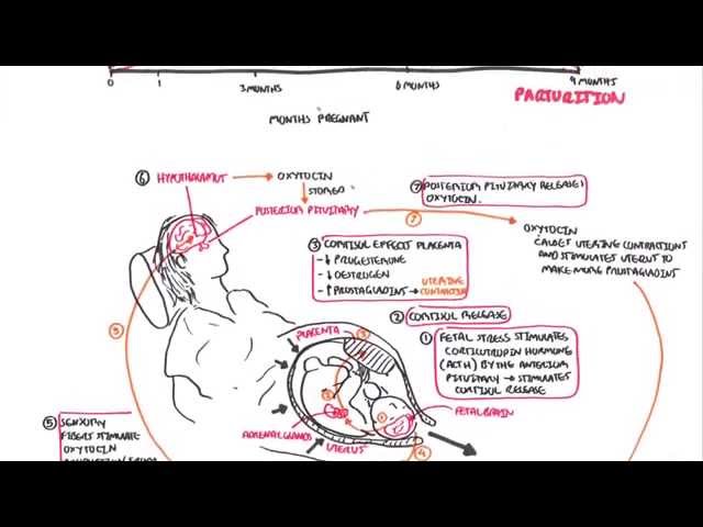Thumbnail for YouTube medical video: Parturition - Pregnancy, Hormones, Giving Birth — Reproductive System>Medical…