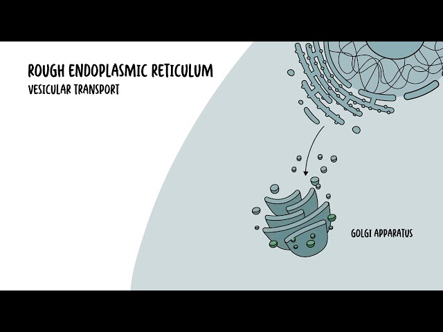 Thumbnail for YouTube medical video: Endoplasmic Reticulum