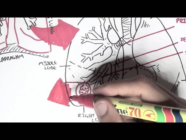 Thumbnail for YouTube medical video: Respiratory System - Overview — Respiratory System
