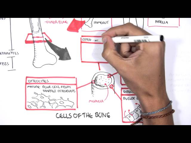 Thumbnail for YouTube medical video: Skeletal System Overview — Skeletal System