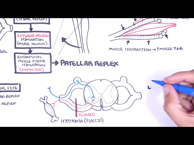 Thumbnail for YouTube medical video: Introduction to how reflexes work - reflex arc, monosynaptic and polysynaptic…