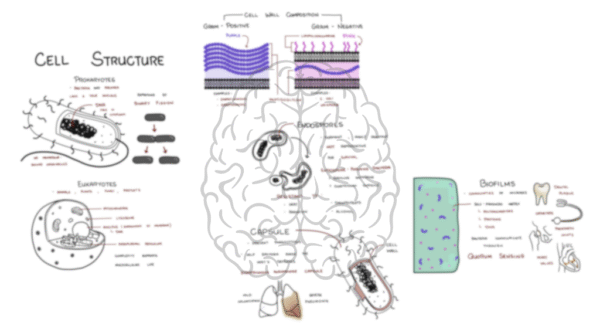 Cell Structure Microbiology