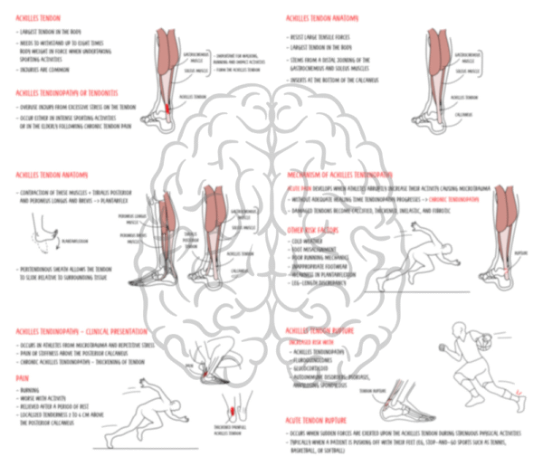 Achilles tendonitis and tendon rupture