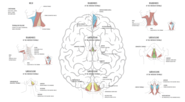 Anterior triangle of the neck