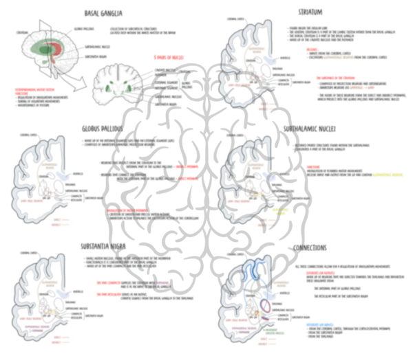 Basal Ganglia