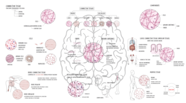 Connective Tissue