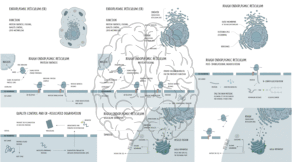Endoplasmic Reticulum