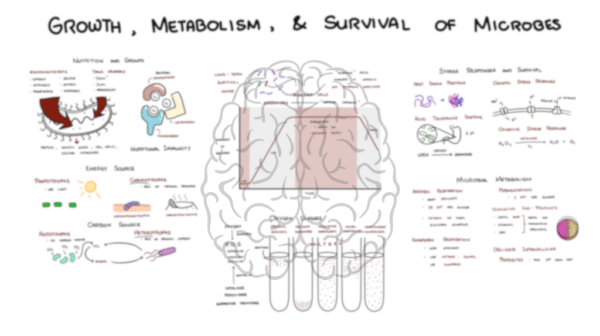 Growth, Metabolism, and Survival of Microbes