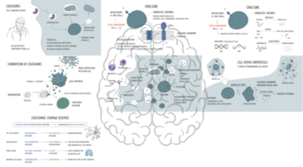 Lysosomes