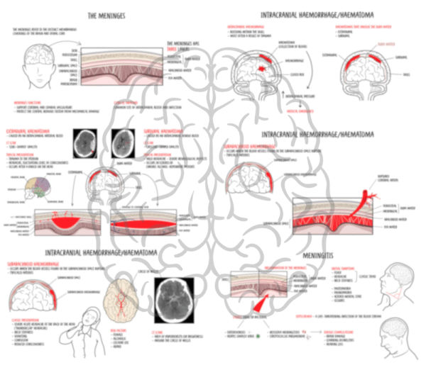 Meninges - neurology