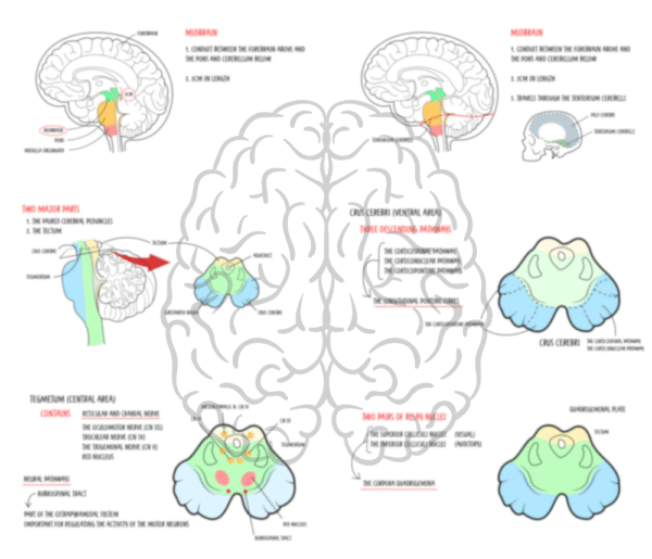 Midbrain - Anatomy
