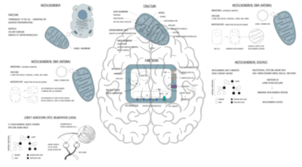 Mitochondria