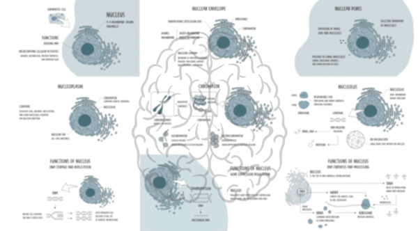 Nucleus