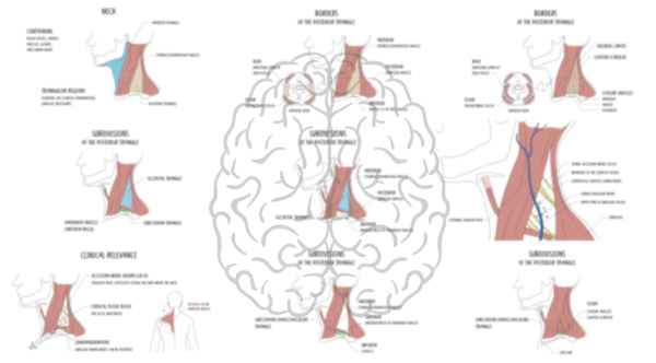 Posterior triangle of the neck