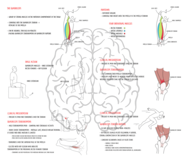Quadriceps tendinopathy and tear