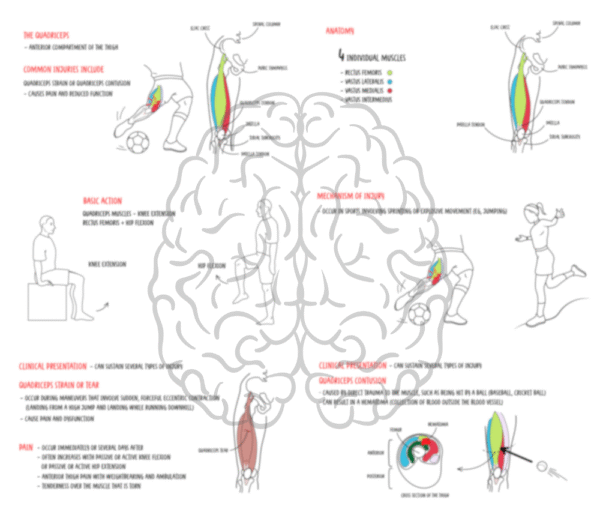 Quadriceps muscles pathology