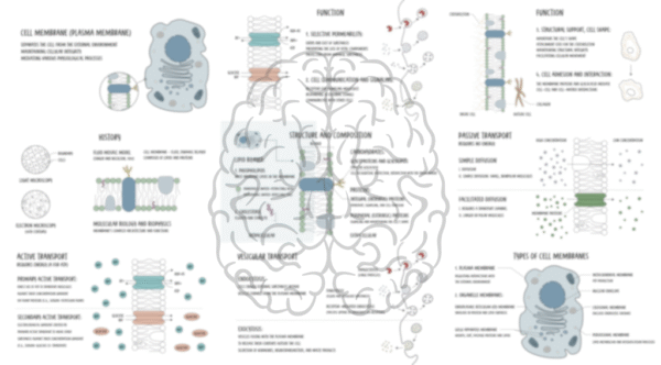 The Cell Membrane