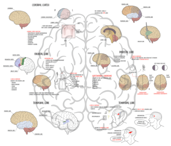 Cerebral Cortex