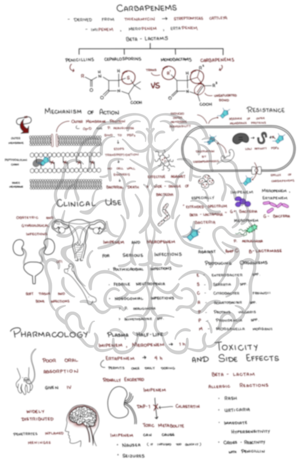 Carbapenem Antibiotics
