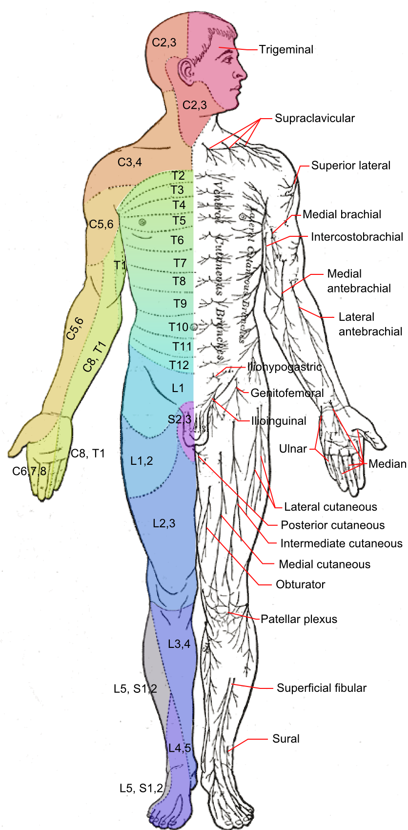 Anterior human body map showing cervical, thoracic, lumbar and sacral dermatomes and major cutaneous nerves