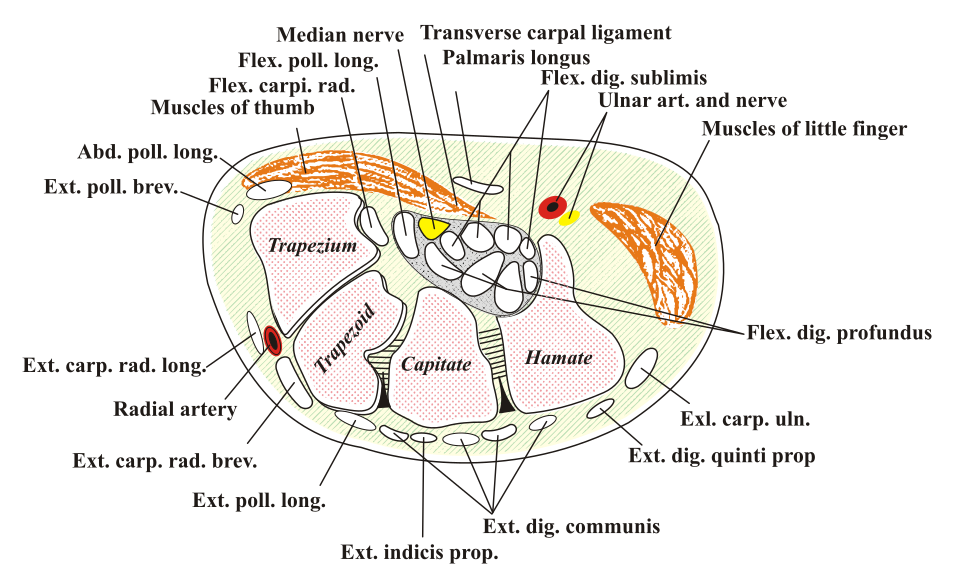 Cross-sectional diagram of the carpal tunnel and median nerve