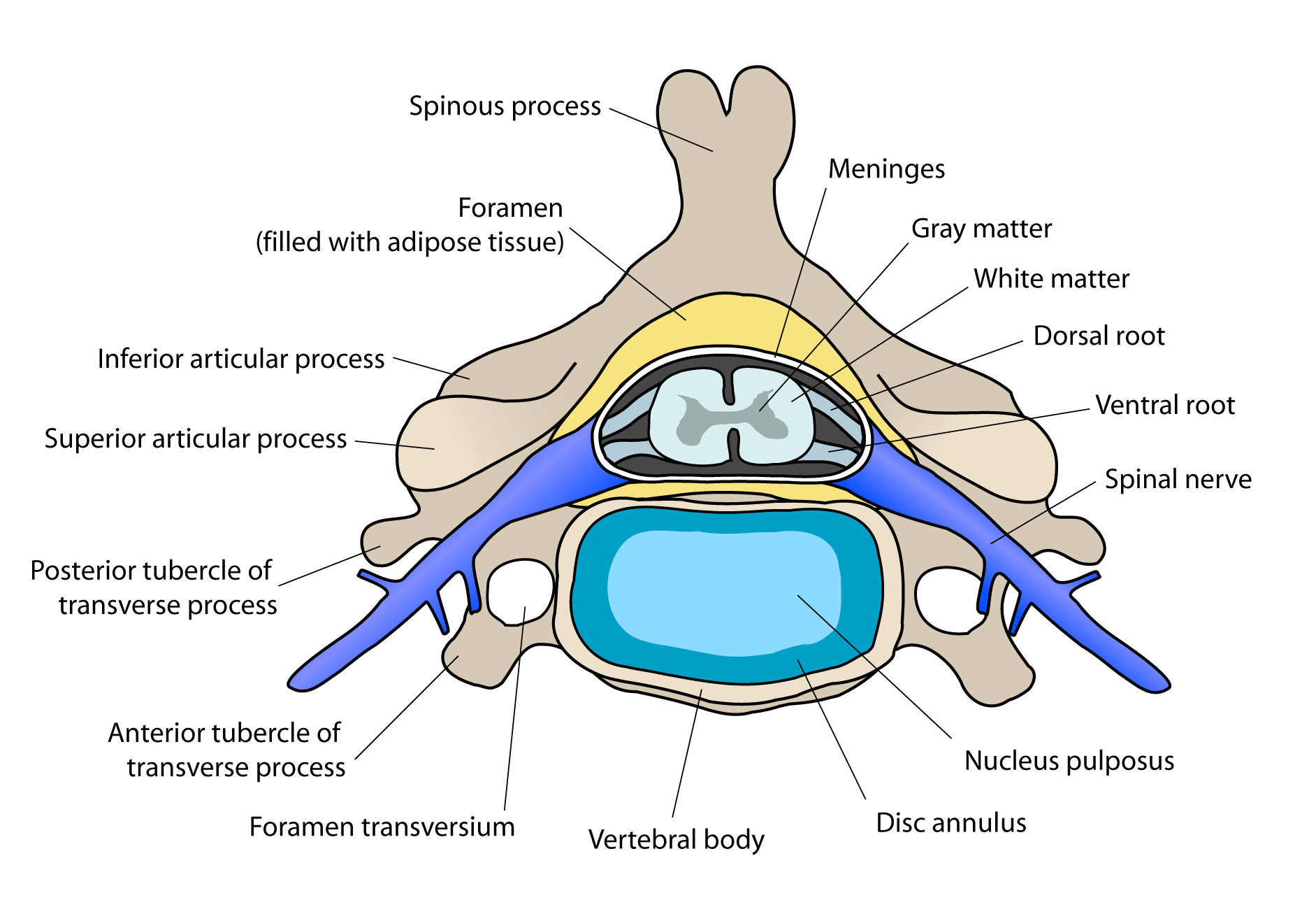 Annotated cross-sectional diagram of a cervical vertebra, spinal cord and exiting spinal nerves