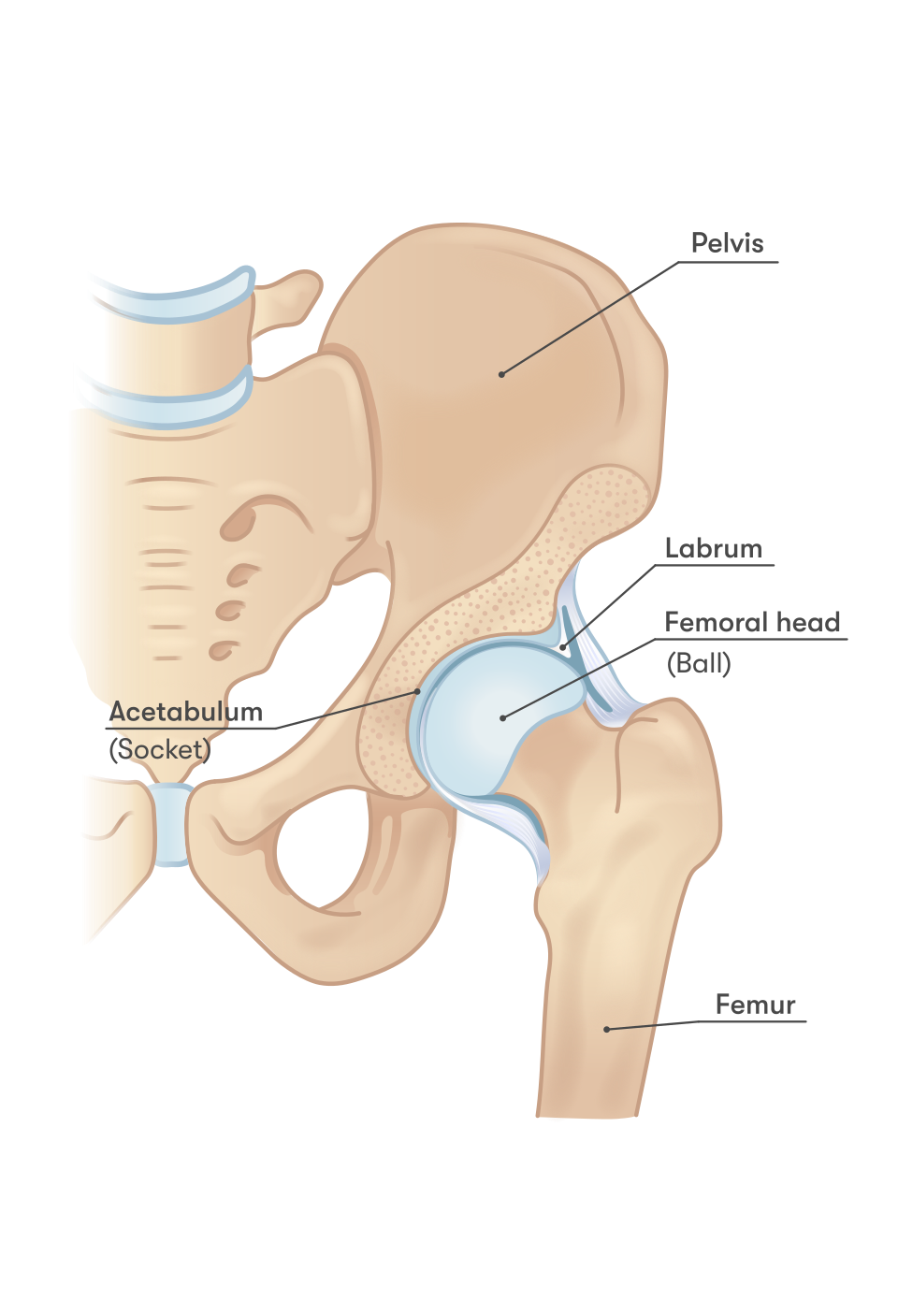 Medical illustration of hip joint anatomy showing acetabulum, labrum, femoral head and femur
