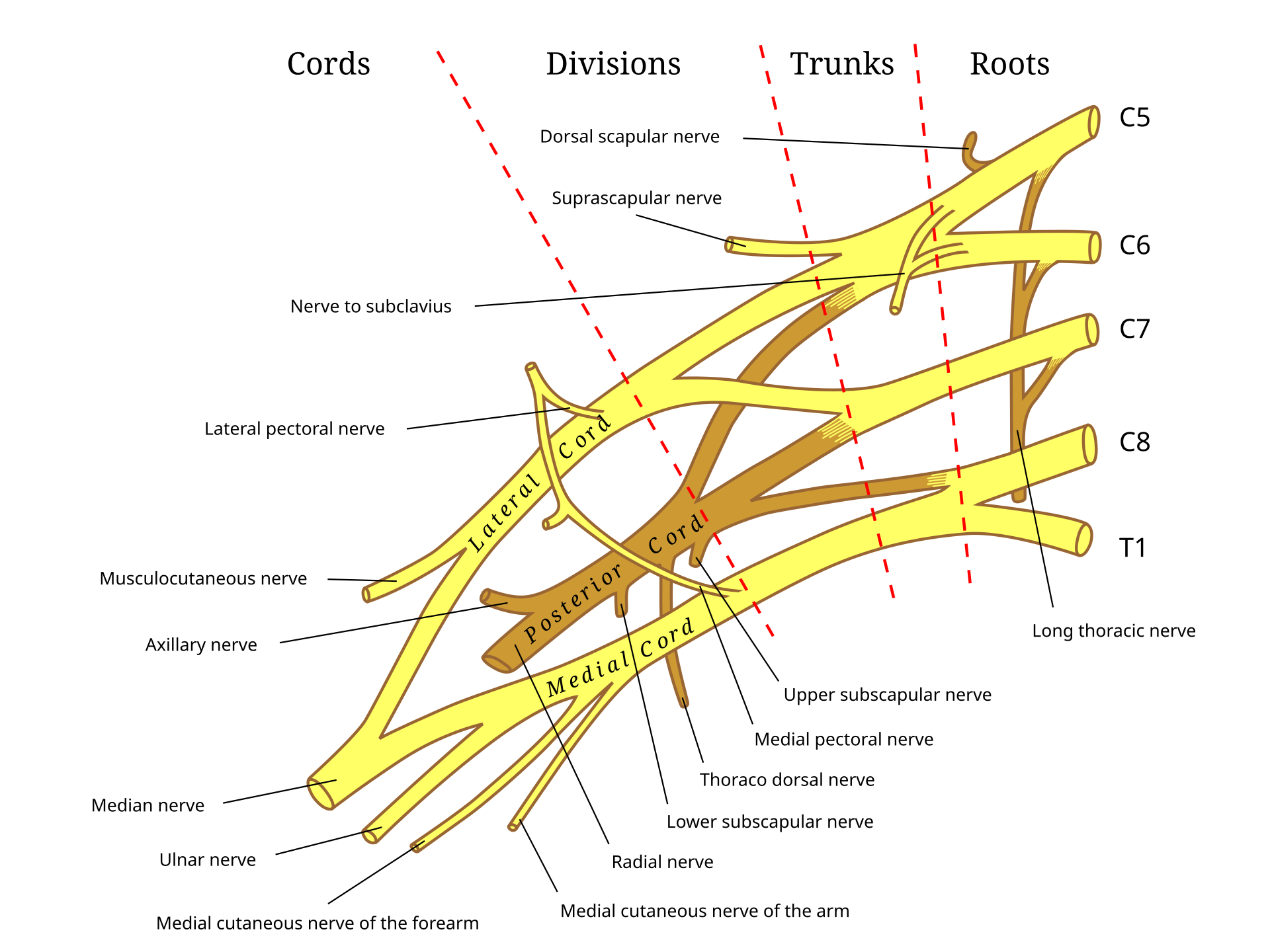 Labelled anterior anatomical diagram of the right brachial plexus showing roots, trunks, cords and terminal nerves