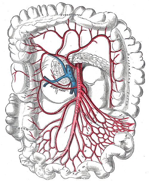 Anatomical illustration showing the superior mesenteric artery branching through the small-intestinal mesentery and proximal colon.