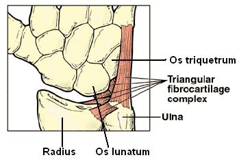 Diagram of the triangular fibrocartilage complex of the wrist
